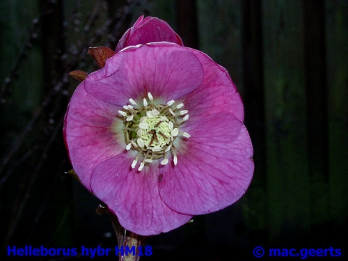 helleborus hybr